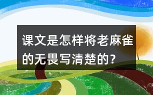 課文是怎樣將老麻雀的無畏寫清楚的？