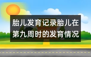 胎兒發(fā)育記錄：胎兒在第九周時(shí)的發(fā)育情況