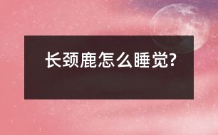 長(zhǎng)頸鹿怎么睡覺(jué)?