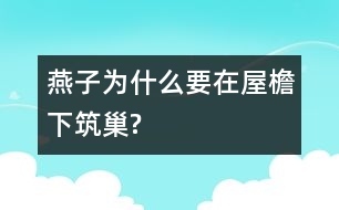 燕子為什么要在屋檐下筑巢?