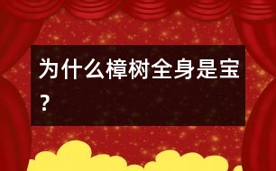 為什么樟樹全身是寶？